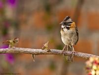 thumb_Rufus-Collared Sparrow